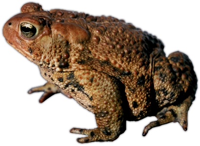 American Toad